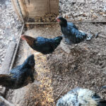 New Larchio 45 Piece Thanksgiving Turkey Floor Puzzle For $12 In Within Thanksgiving Floor Puzzle