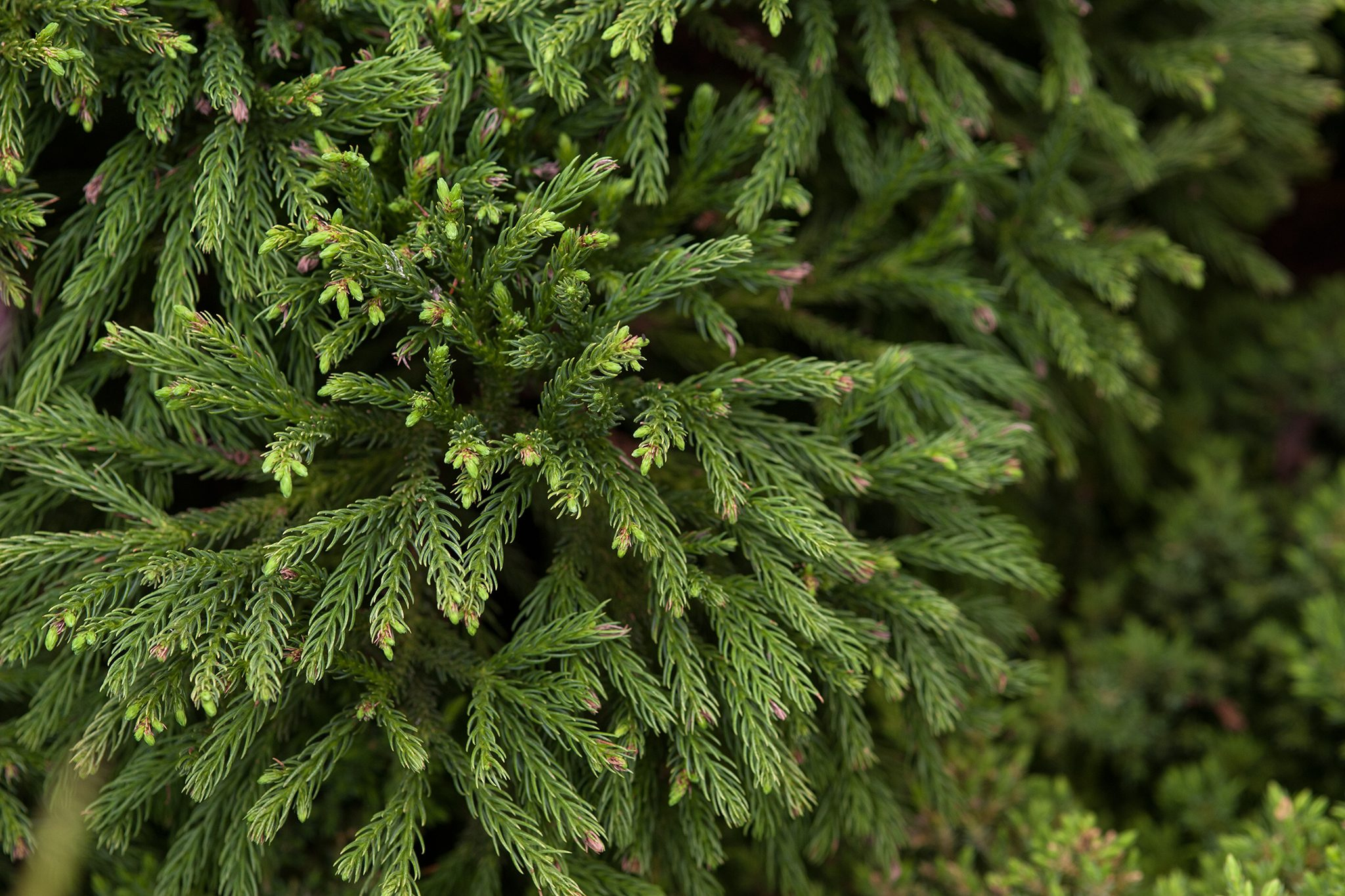 10 conifer trees to grow in your garden bbc gardeners world magazine with regard to christmas conifer crossword clue 10 Conifer Trees To Grow In Your Garden | Bbc Gardeners World Magazine with regard to Christmas Conifer Crossword Clue