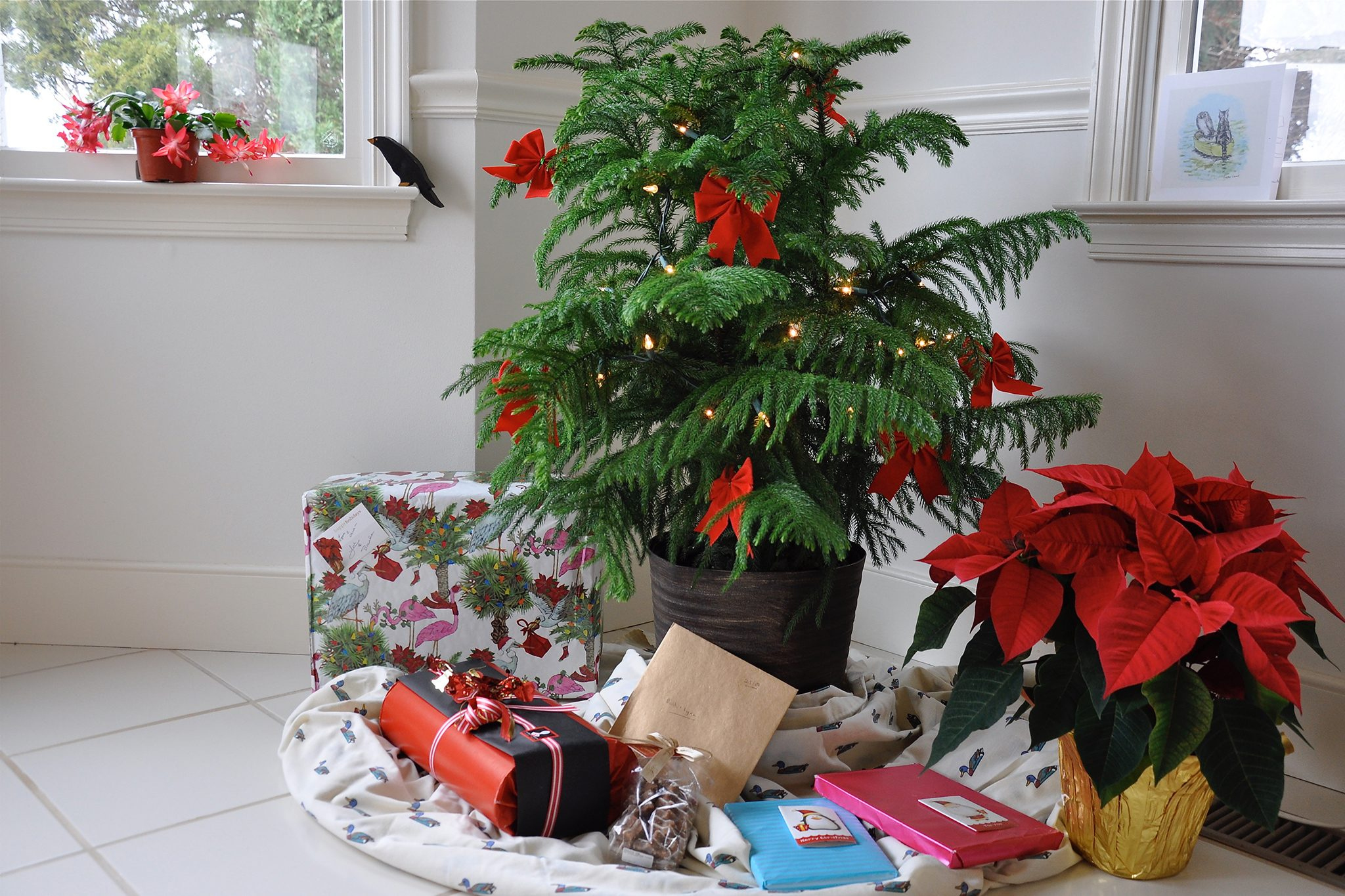 15 of the best christmas plants bbc gardeners world magazine with regard to popular christmas house plant crossword 15 Of The Best Christmas Plants | Bbc Gardeners World Magazine with regard to Popular Christmas House Plant Crossword