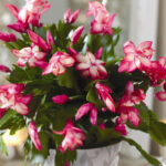 Alternative Christmas Houseplants | Bbc Gardeners World Magazine Intended For Popular Christmas House Plant Crossword
