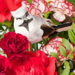 Beautiful' £27 Christmas Flowers Delivered From Family Run Florist Intended For A Beautiful Red Flower Christmas Crossword