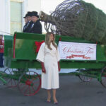First Lady Welcomes The Official 2025 White House Christmas Tree Inside Horse Drawn Carriages Delivering Christmas Trees Crossword