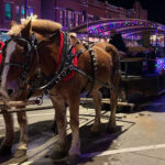 Marion'S Christmas In The Park And Peppermint Walk To Return Dec. 5 Inside Horse Drawn Carriages Delivering Christmas Trees Crossword Clue