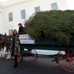 Melania Trump Welcomes Christmas Tree To White House | Fox News Within Horse Drawn Carriages Delivering Christmas Trees Crossword