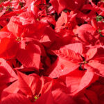 Poinsettia: Flower Of The Christmas Season | Live Science Intended For A Beautiful Red Flower Christmas Crossword