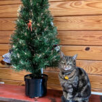 Rex Parker Does The Nyt Crossword Puzzle: Hungarian Violinist For Christmas Baubles Often Nyt Crossword Clue