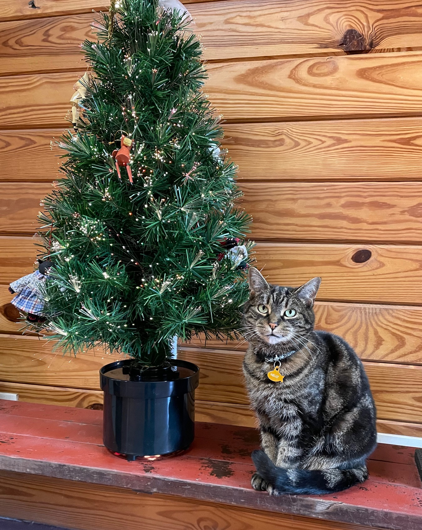 rex parker does the nyt crossword puzzle hungarian violinist for gunk on a christmas tree crossword Rex Parker Does The Nyt Crossword Puzzle: Hungarian Violinist for Gunk on a Christmas Tree Crossword