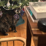 Rex Parker Does The Nyt Crossword Puzzle: Infamous Bushranger With Regard To Gunk On A Christmas Tree Crossword