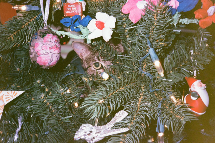 Gunk on a Christmas Tree Crossword