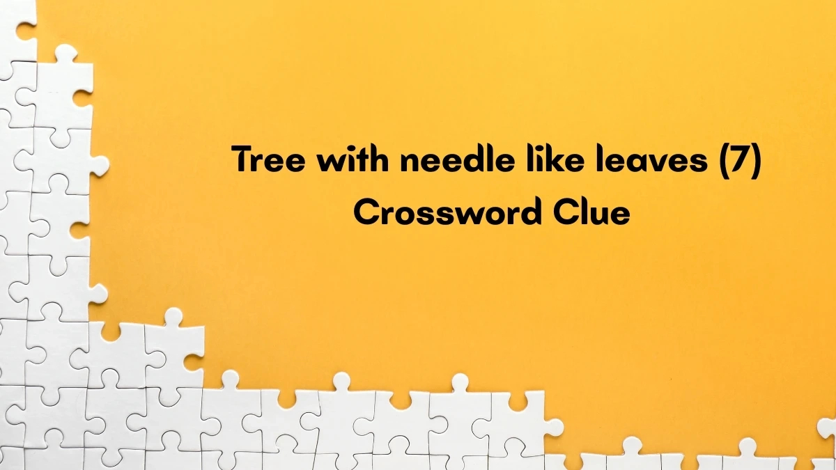 tree with needle like leaves crossword clue irish daily mail quick pertaining to christmas conifer crossword clue Tree With Needle Like Leaves Crossword Clue Irish Daily Mail Quick pertaining to Christmas Conifer Crossword Clue