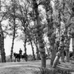 Turns Of Phrase   The New York Times Pertaining To Horse Drawn Carriages Delivering Christmas Trees Crossword Clue