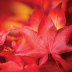 Webb Weekly October 11, 2023Webb Weekly   Issuu Within Orange Studder At Christmas Crossword