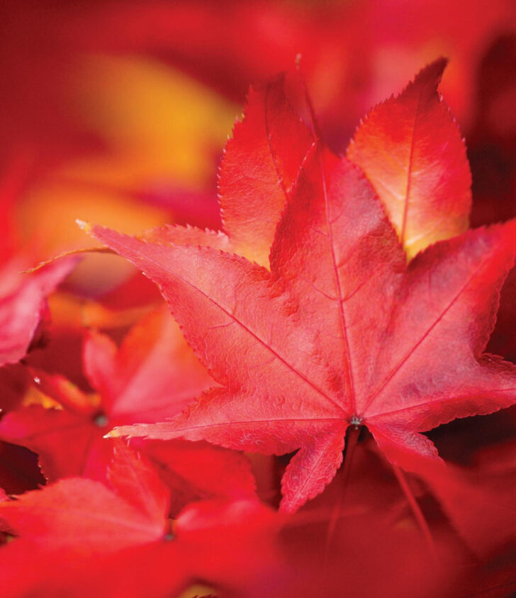 Orange Studder at Christmas Crossword